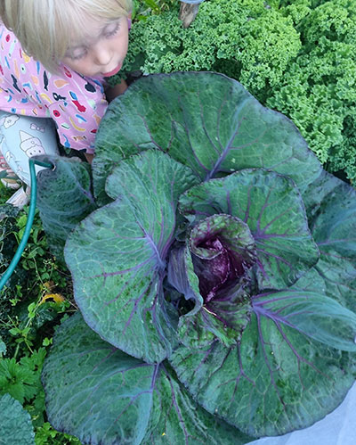 En fjäril av arten påfågelöga sitter bland gröna blad och gula blommor.
